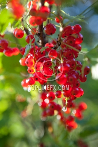 Red currants in the garden